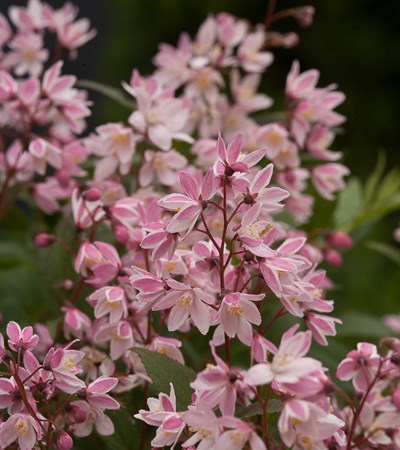 Deutzia Yuki Cherry Blossom®
